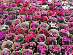 -龙大花卉苗木市场