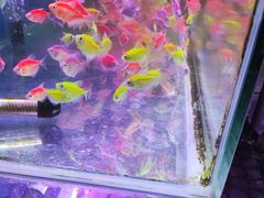-曲阳花鸟市场(曲阳路店)