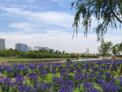 -春花秋色城市公园