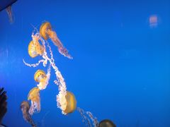 -太平洋海底世界