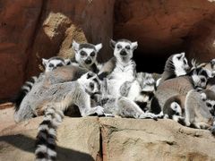 -北京野生动物园