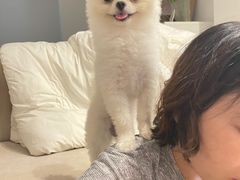 -美联众合动物医院·24h转诊中心