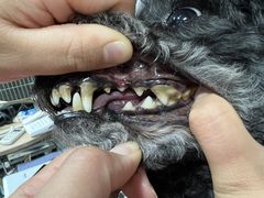 -宠福鑫康馨动物医院·骨科·眼科