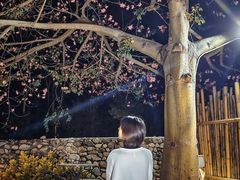 -天适樱花悠乐园