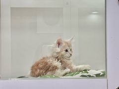 -青奢宠物·青奢猫舍