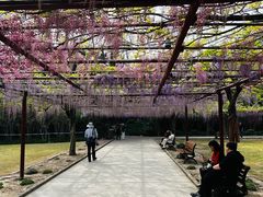 -嘉定紫藤园