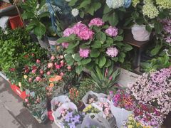 -溪岸路花鸟市场