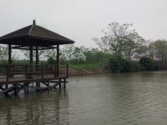 -大湾区中央湿地公园