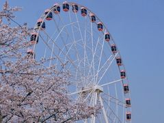 -顾村公园