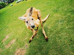 -泉州海丝野生动物世界