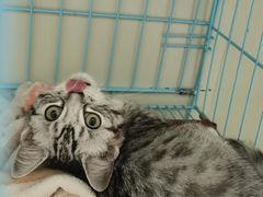 -瑞鹏宠物医院·骨科·猫科·内科(第一中心)