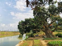 -风云岭森林公园