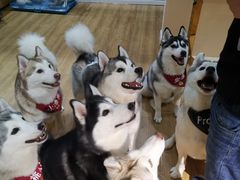 -Husky Go! 哈士奇体验馆·宠物咖啡厅狗咖