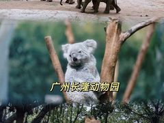 -广州长隆野生动物世界