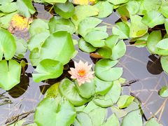 -金银湖国家城市湿地公园