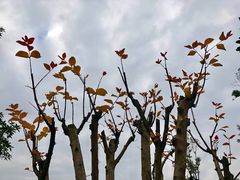 -枫香湖儿童公园