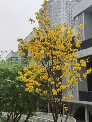 -KISS U 国际美学