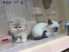 -爪爪喵星球·猫舍(卓悦中心店)