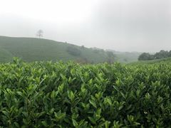 -帐篷客·溪龙茶谷度假酒店