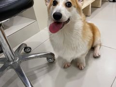 -当汪遇见喵宠物店