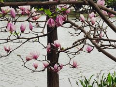 -东莞植物园