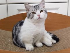 -欣宠猫屋·矮脚拿破仑·蓝金金渐层