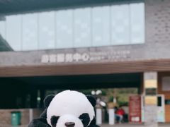 -都江堰中华大熊猫苑