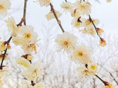 -香雪海