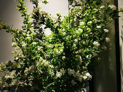 -子福慧(虹桥店)