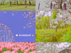 -顾村公园
