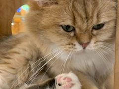 -平行世界·猫咖(首经贸店)