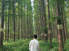 -黄海国家森林公园