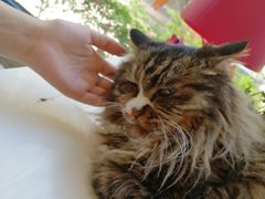 -Anne猫窝咖啡屋