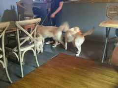 android_upload_pic-百好乐宠物友好餐厅(朝外大街店)