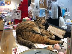 -猫的天空之城概念书店(杭州南宋御街店)