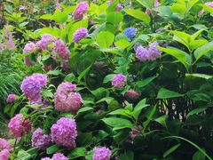 -上海共青森林公园