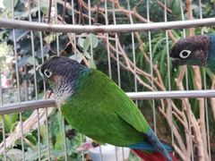 -南宫五洲植物乐园