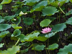 -荔湾湖公园