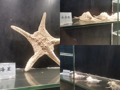 -广东惠东海龟国家级自然保护区