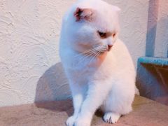 -猫咪博物馆(顶澳仔猫街店)