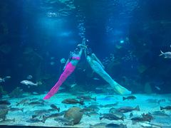 -石家庄海洋公园