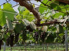 -海堤葡萄园中小学生研学基地