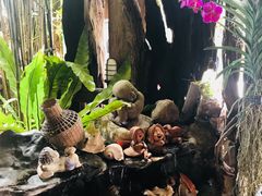 -自然餐厅(Phuket)