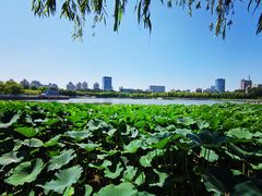 -莲花池公园