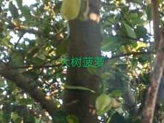 -广州市帽峰山景区