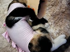 -伟伟宠物医院·CT影像中心·瑞派犬猫综合性门诊(汉口总院)