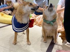 -逗柴咖啡屋·狗咖猫咖宠物桌游
