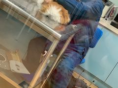 -瑞派·关忠动物医院·猫专科·犬专科(三环新城店)