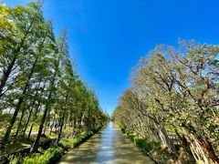 -上海长兴岛郊野公园
