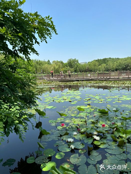 天津水上公园图片